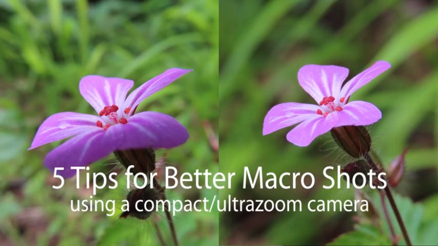 tipy pre lepšie makro fotky z kompaktu/ultrazoomu